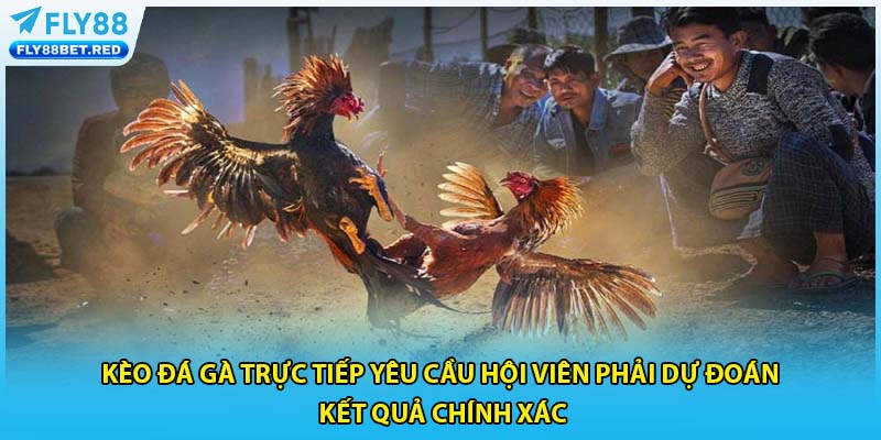 Kèo đá gà trực tiếp yêu cầu hội viên phải dự đoán kết quả chính xác