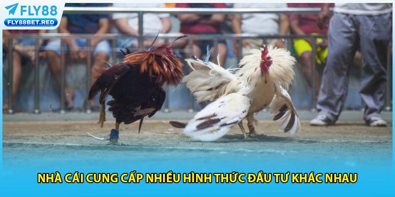Nhà cái cung cấp nhiều hình thức đầu tư khác nhau